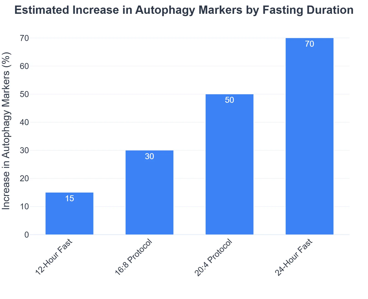 Estimated Increase in Autophagy Markers by Fasting Duration