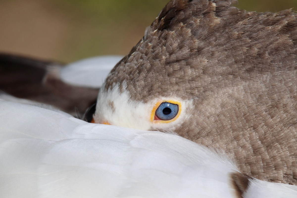 A hyper-realistic, glowing human eye with intricate, subtle digital overlays and energetic light trails enhancing its pupil and iris, surrounded by sleek, futuristic biohacking supplement capsules that emit a soft, vibrant light.
