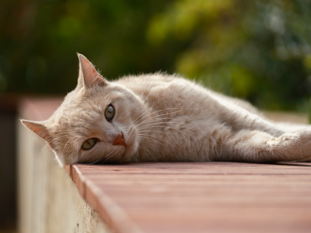 A serene individual, eyes gently closed in tranquil rest, with a soft, luminous glow radiating from their face and aura, illustrating beauty cultivated from within through sleep and stress mastery.