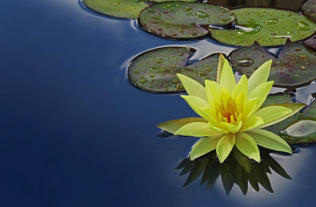 A serene figure in a meditative pose, their mind depicted as a luminous, interconnected network of growing neural pathways within a subtle brain silhouette.