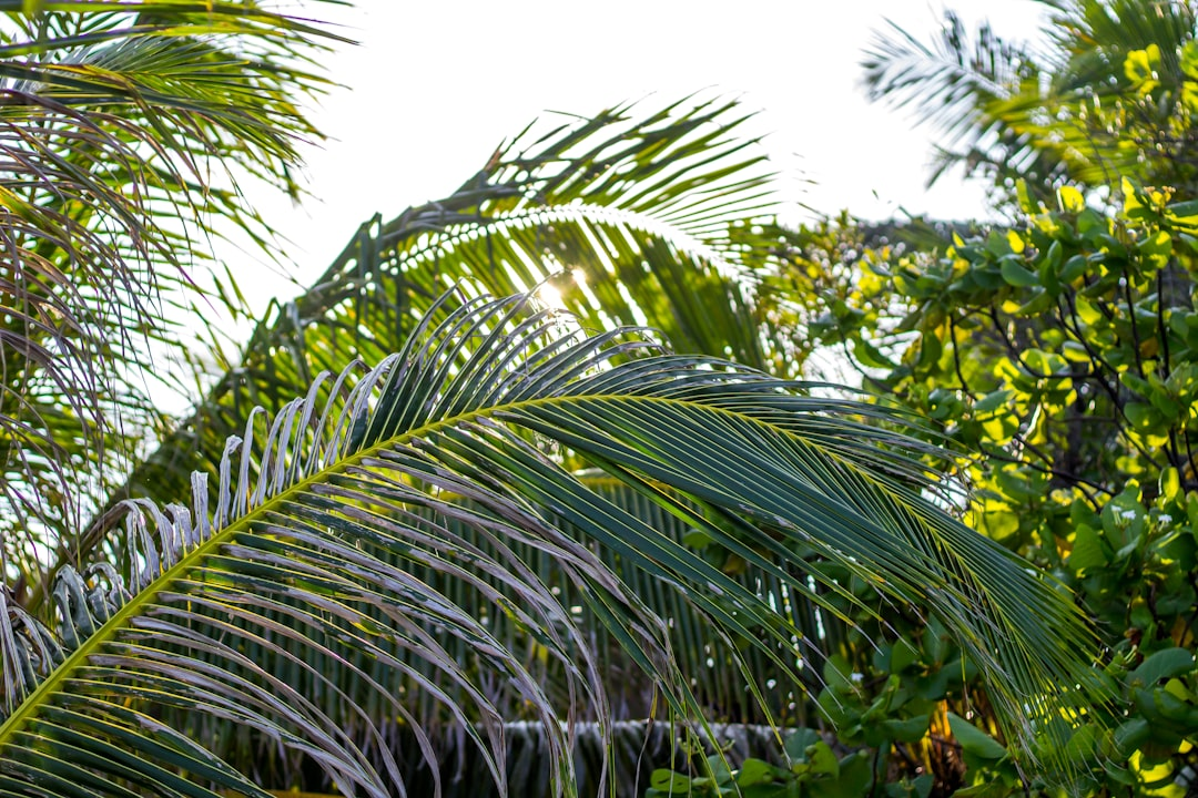 A vibrant, abstract depiction of two merging currents: one sharply energetic and bright (representing caffeine), the other calm and flowing (representing L-Theanine), seamlessly blending into a single, steady stream of light that illuminates a clear, focused neural pathway within a stylized human head silhouette, symbolizing calm alertness and sustained cognitive peak performance.