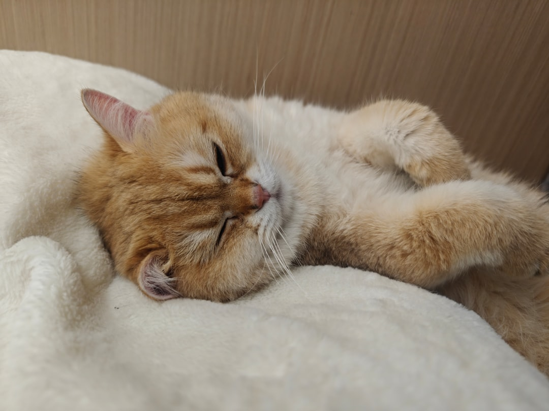 A sophisticated, translucent human head in profile, featuring a central glowing suprachiasmatic nucleus (SCN) within the hypothalamus, from which intricate, harmonious light patterns radiate outwards, symbolizing the orchestration of the body's 24-hour circadian rhythms, with a focused beam of light entering through the eye against a subtle day-to-night gradient.