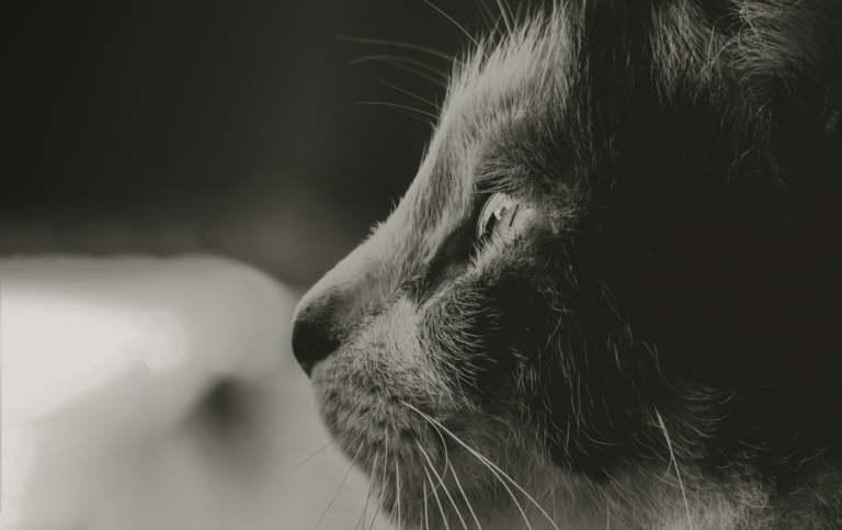 Monochrome close-up of a serene cat's face in profile, its reflective eye calmly gazing towards a gentle light source.