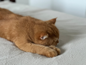 A tranquil orange cat stretches out, sleeping peacefully on a light, textured surface, representing deep, restorative rest.