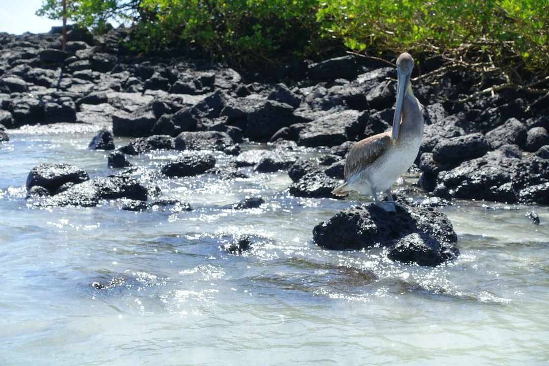 Brown pelican standing peacefully on a dark volcanic rock amidst sparkling ocean water, surrounded by rugged coastal rocks and green foliage, evoking a sense of calm and natural balance.