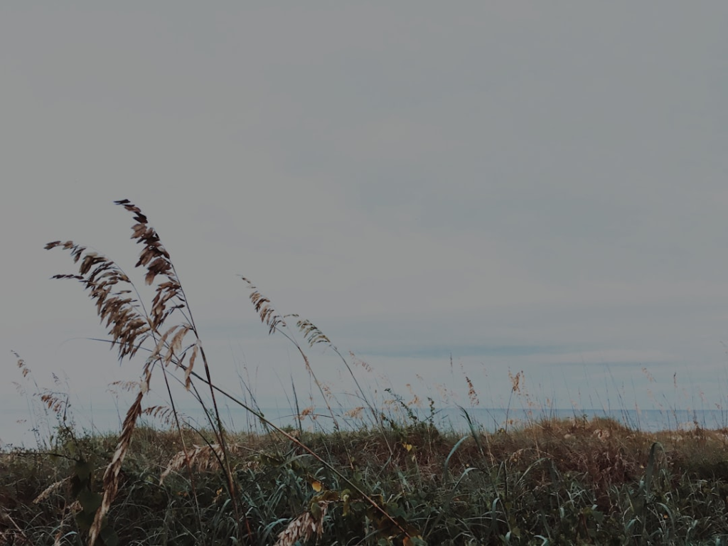 Golden sea oats sway gently on a tranquil coastal dune with the calm ocean visible under a soft, expansive sky, evoking an ideal environment for deep meditation and focus.