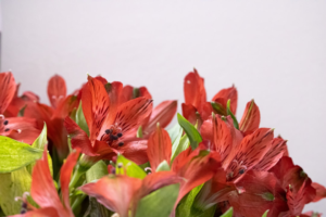 Vibrant red Alstroemeria flowers with striking dark patterns and green leaves fill the frame against a soft, light background, evoking a sense of natural beauty.