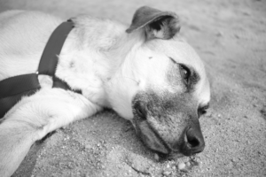 A light-colored dog wearing a harness lies drowsily on textured ground with its eyes mostly closed, emphasizing the critical link between restful sleep and healthy vision.