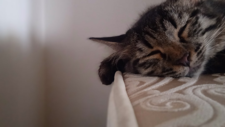 Peaceful tabby cat sleeping soundly with closed eyes, head resting on a textured beige surface and one paw dangling, suggesting profound rest and well-being.