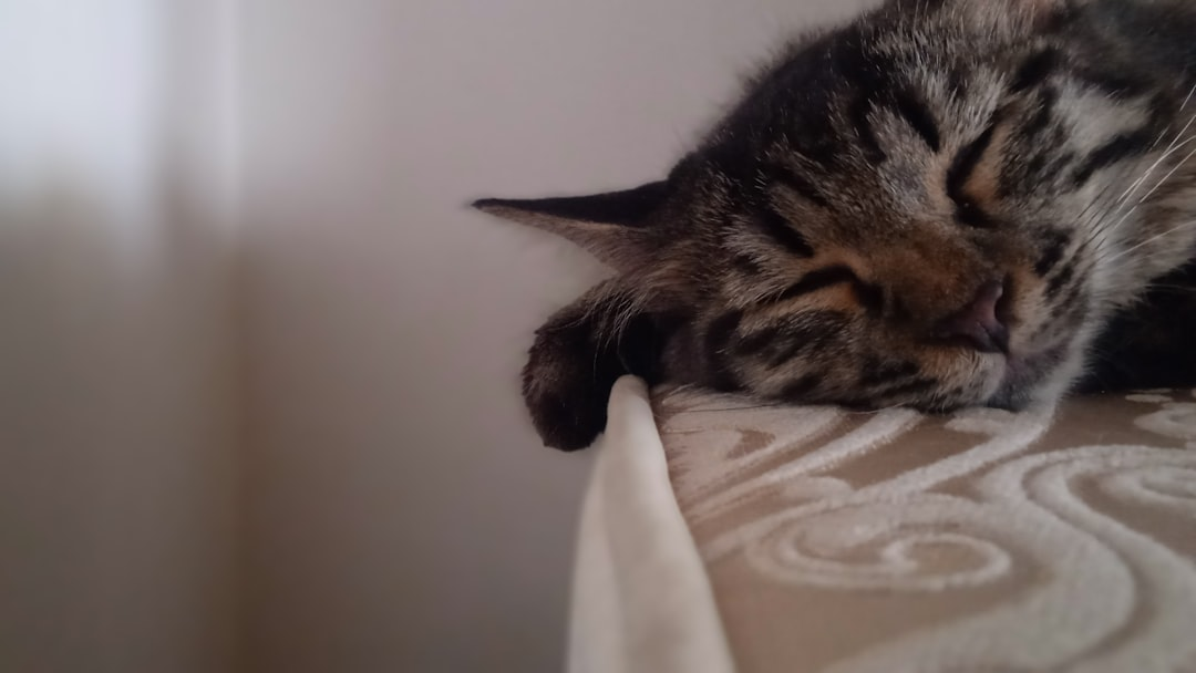 Peaceful tabby cat sleeping soundly with closed eyes, head resting on a textured beige surface and one paw dangling, suggesting profound rest and well-being.