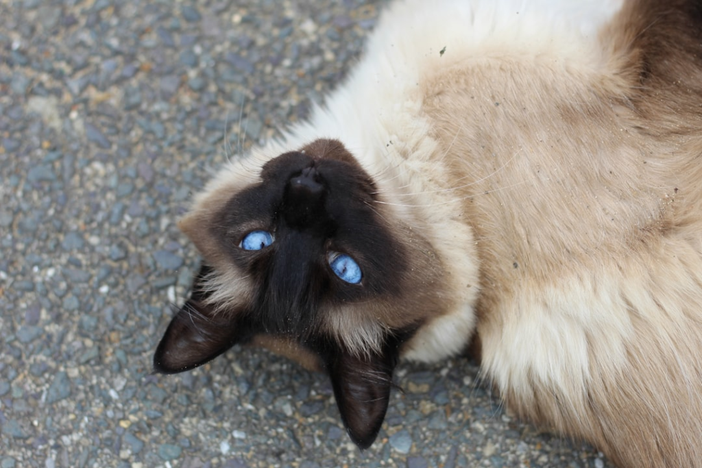 Seal point cat with striking blue eyes lies relaxed on its back on a gravel surface, underscoring healthy vision.