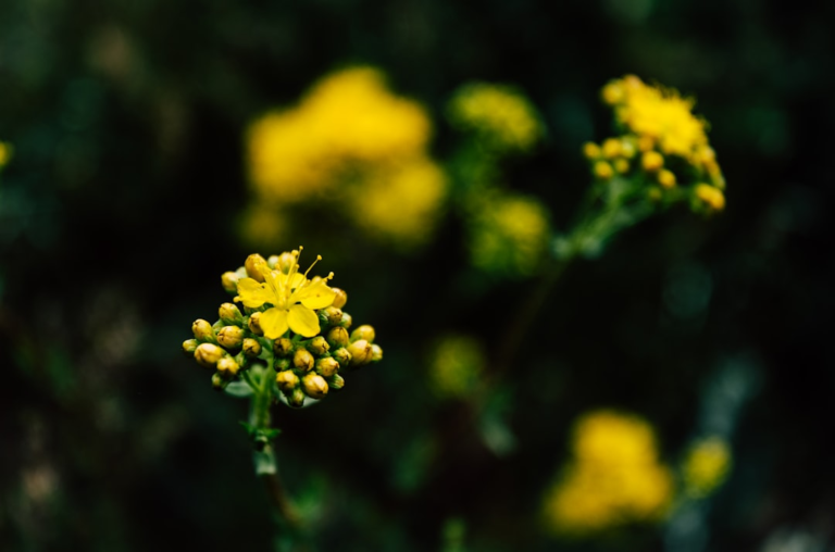 Vibrant yellow flowers and buds stand in sharp focus against a softly blurred dark green background, symbolizing natural sources of lutein and zeaxanthin for eye health.