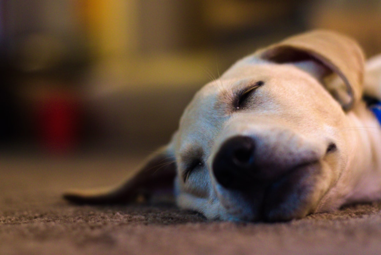 A light-colored dog sleeping soundly on a cozy carpet, illustrating the importance of restful sleep for dry eye relief and optimal ocular comfort.