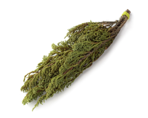 Bundle of vibrant green evergreen sprigs tied together on a crisp white background, symbolizing natural botanicals for metabolic optimization.