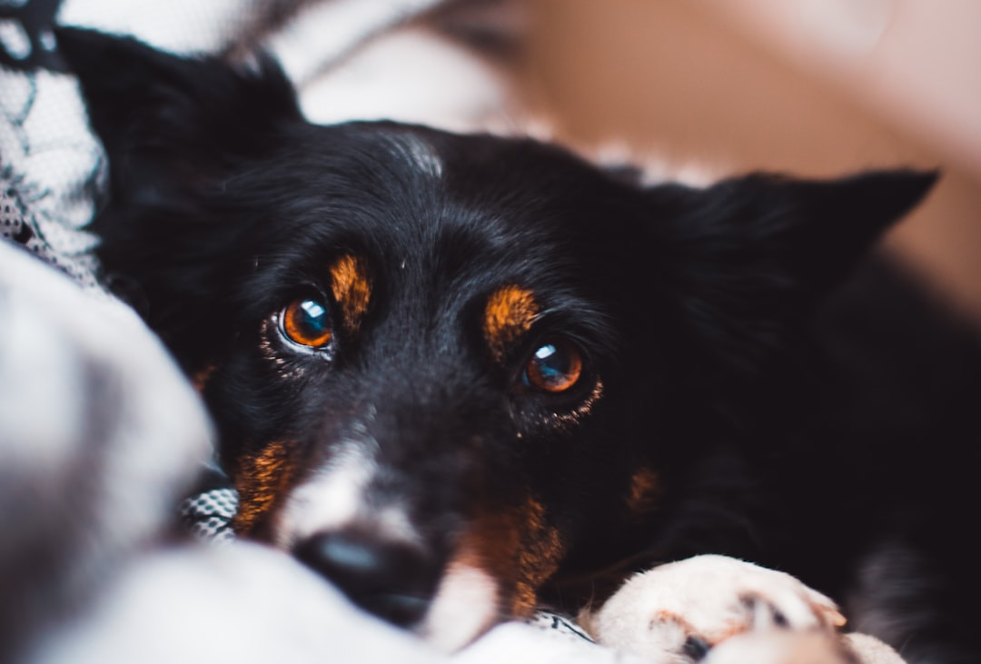 Close-up of a black and tan dog with soft, weary brown eyes, resting its head, highlighting the impact of sleep and stress on eye health.