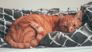 A tranquil orange tabby cat lies curled on a grey patterned blanket, its watchful eye reflecting the importance of rest for healthy eyesight amidst stress.