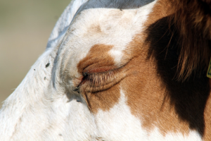 A close-up captures a weary brown and white cow's irritated, closed eye surrounded by flies, conveying the discomfort of tired eyes or sleep deprivation.