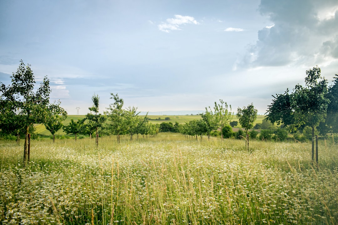 Vibrant green meadow filled with white wildflowers and young trees stretches under a bright, expansive sky, an ideal outdoor setting for UV protection sunglasses.