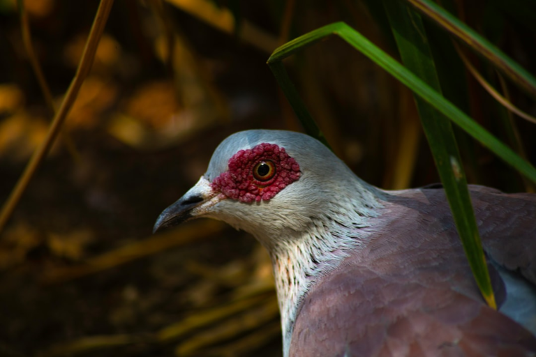 A close-up of a grey and brown bird displays a prominent, textured red ring around its watchful eye, partially obscured by green foliage, emphasizing the detailed structure of the ocular surface relevant to eye health.