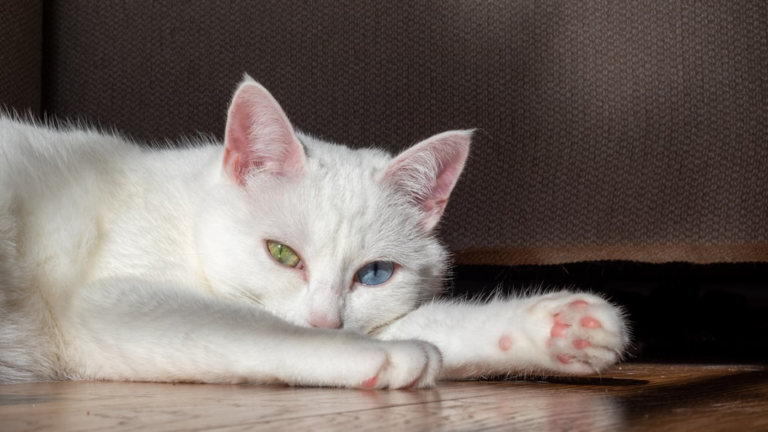 Relaxed white cat with striking green and blue heterochromatic eyes rests peacefully on a sunlit wooden floor.